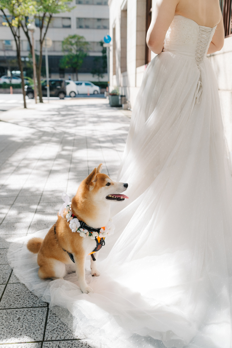 ◆ペットプラン