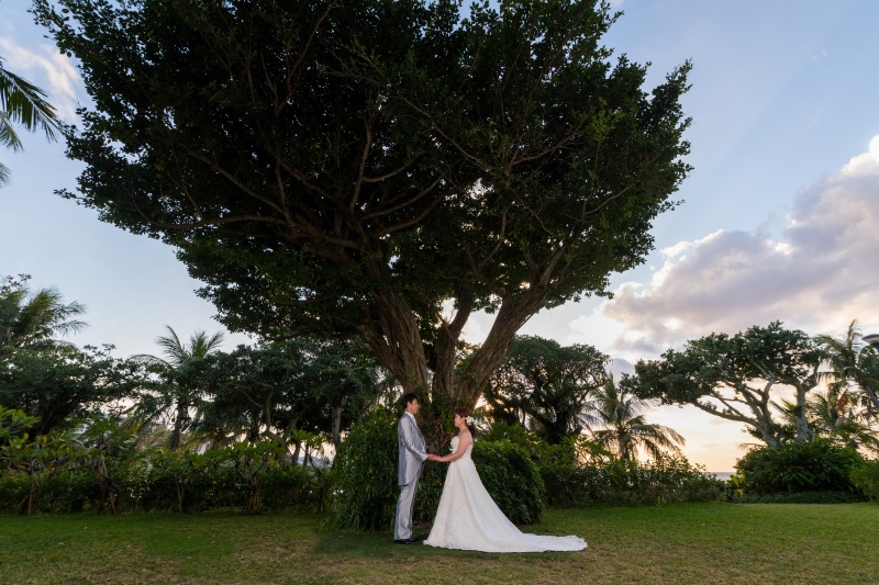大きなガジュマルの木