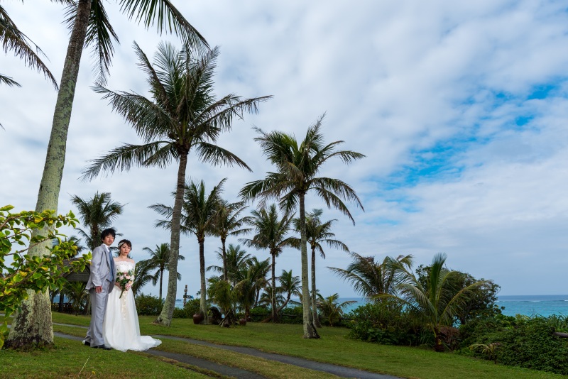 揺れるヤシの木