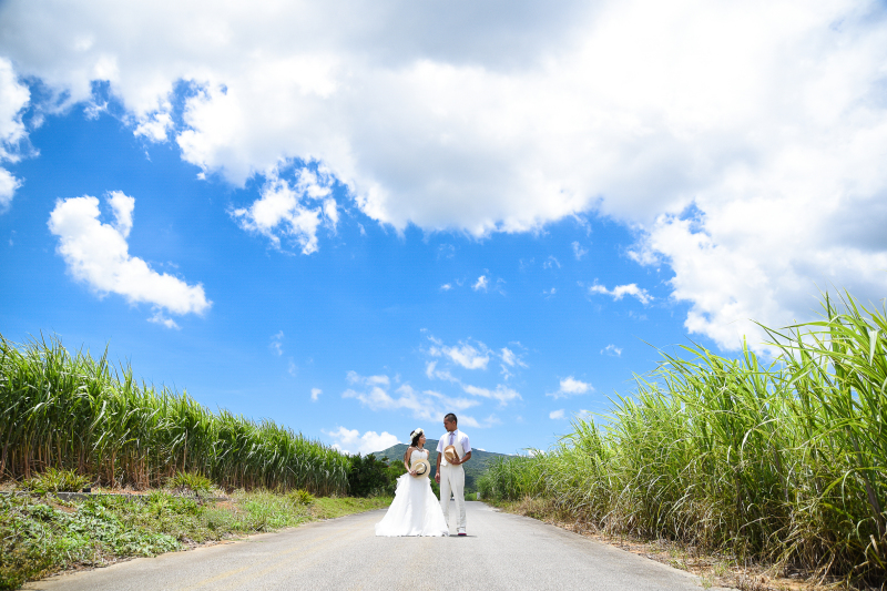 広がるサトウキビ畑で