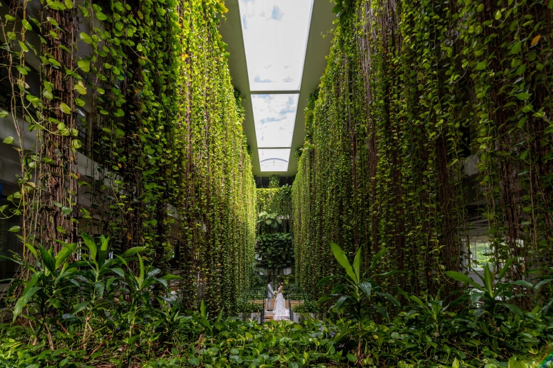 シンボリックなポトス