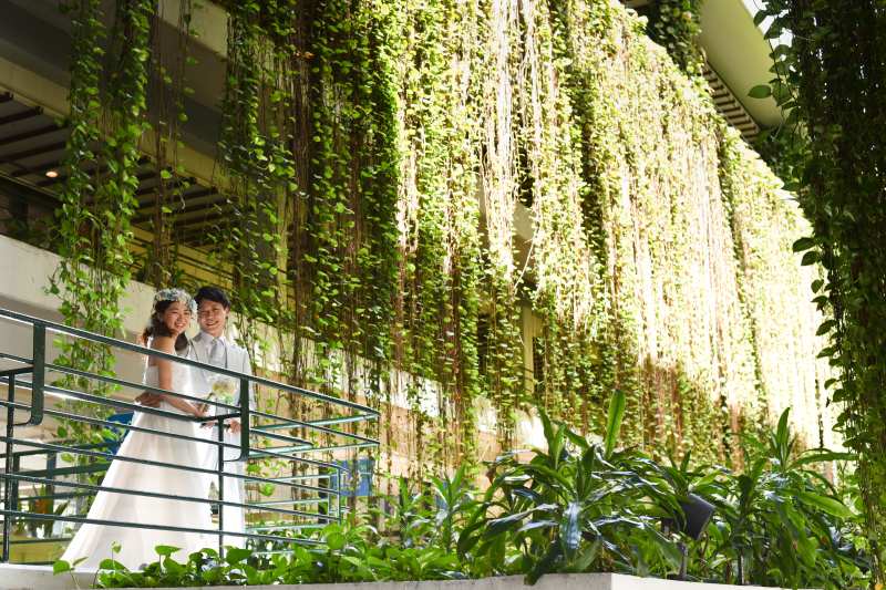 グリーンのカーテン