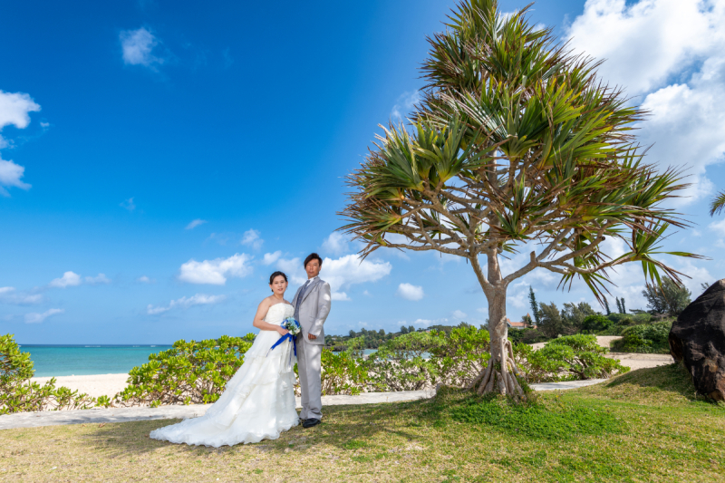 アダンは南国　独特の木だワンッ