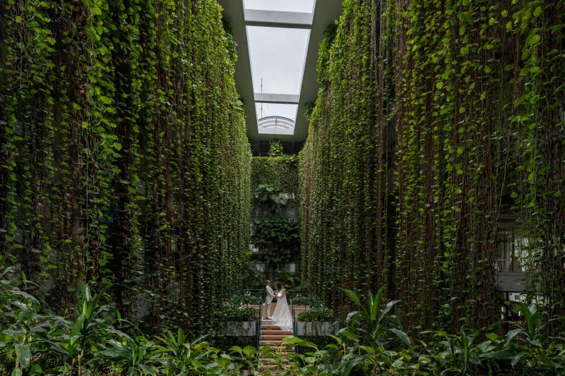 見事な枝垂れポトス