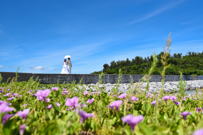 ビーチに咲くハマヒルガオと
