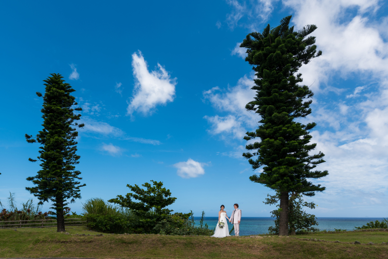 大きな木の下で