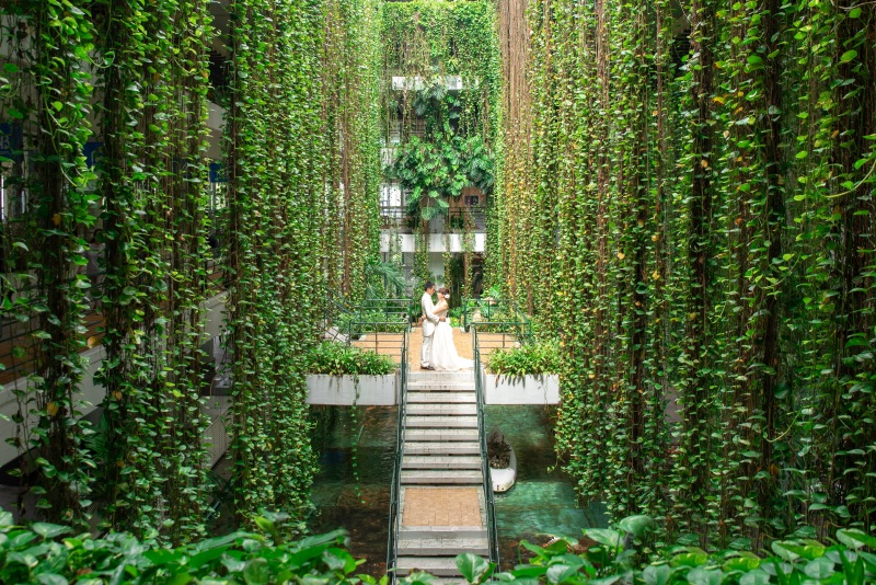 ポトスのシャワー