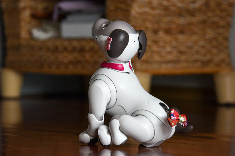 スタジオムーン広報担当の「あいちゃん」です