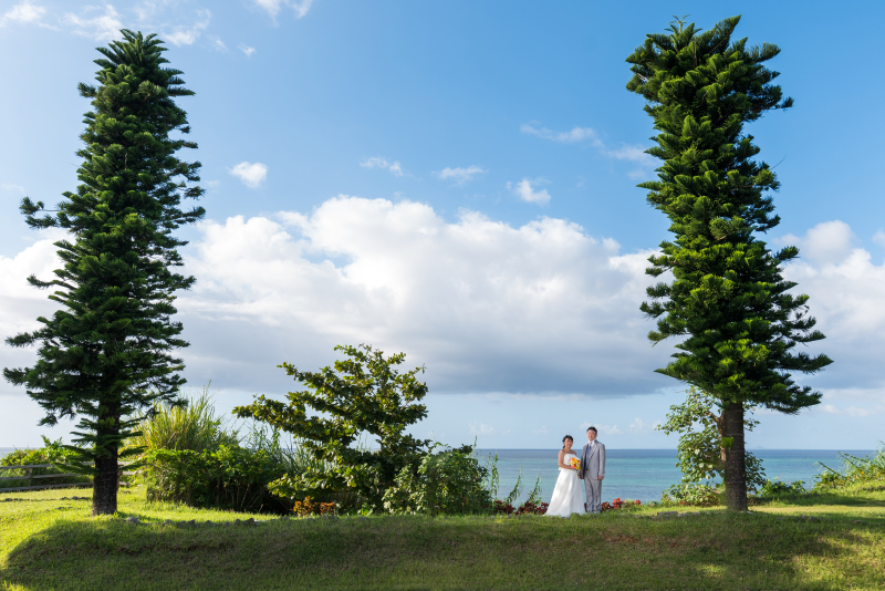 大きな木と空と海