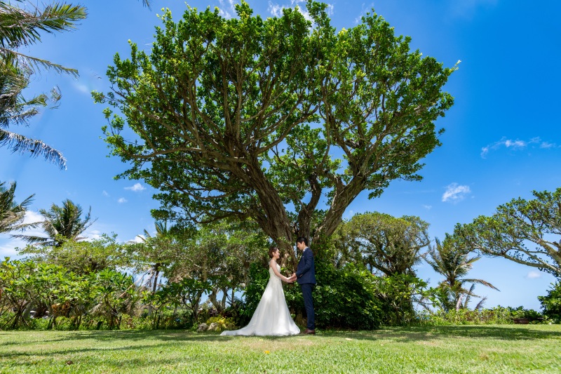 ガジュマルの木