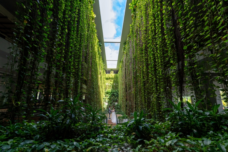 10Ｍものしだれポトス