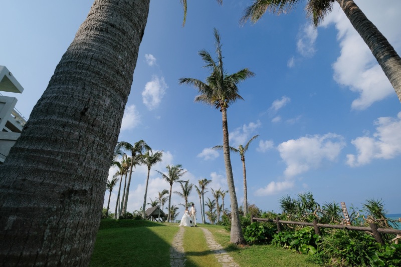 立ち並ぶヤシの木