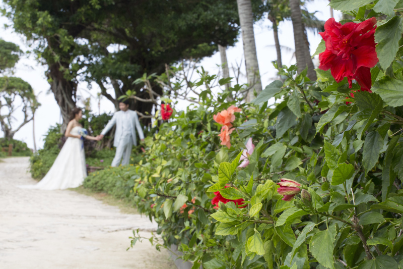色とりどりのハイビスカス