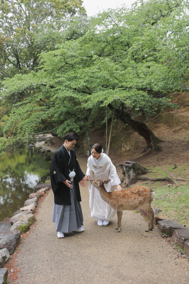 鹿ちゃんとの遭遇
