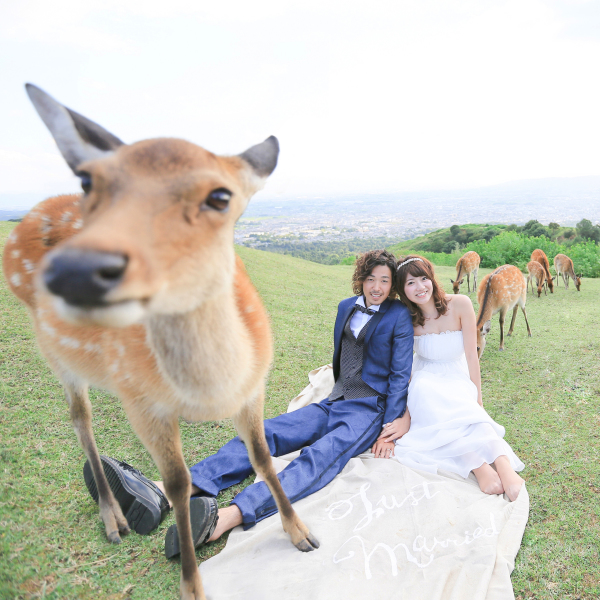 たくさんの鹿さん