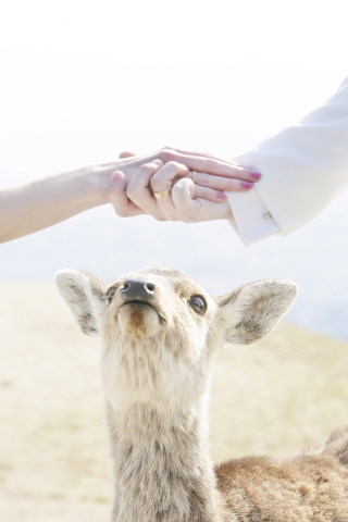 若草山ロケーション