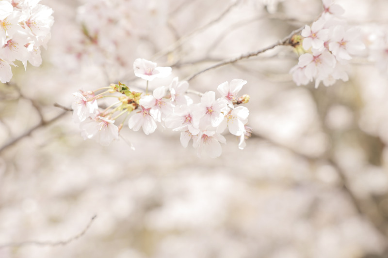 2024年の桜は4/7ごろが見頃となりました◎