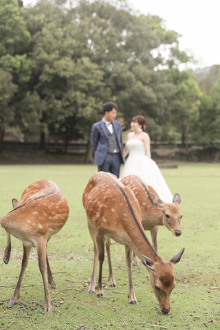スタジオと奈良公園で、雰囲気を変えて撮影しました