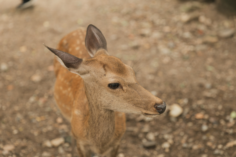 奈良の仲間たち