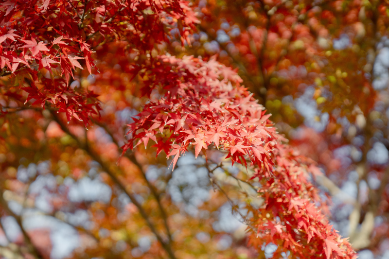 紅葉