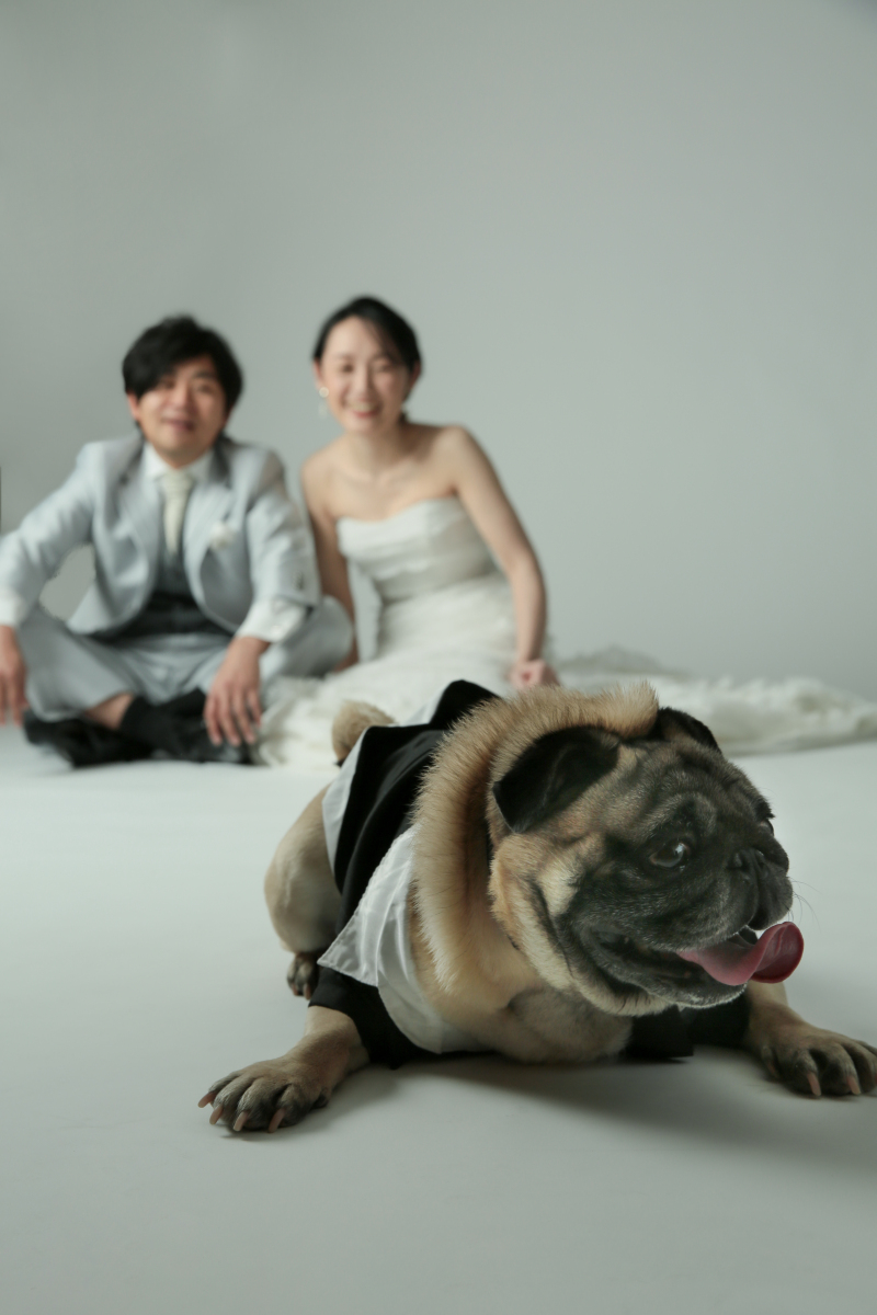 ワンちゃんが主役のお写真も