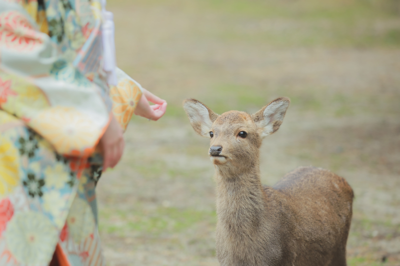 奈良といえば...