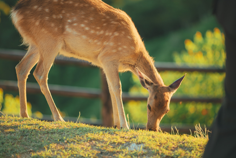 鹿さん