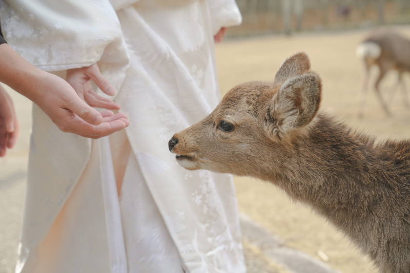 産まれたてのバンビちゃん