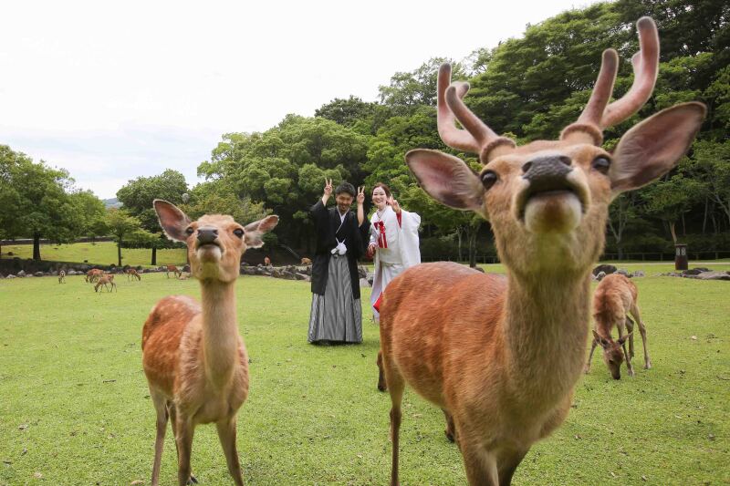 鹿ちゃんポーズ