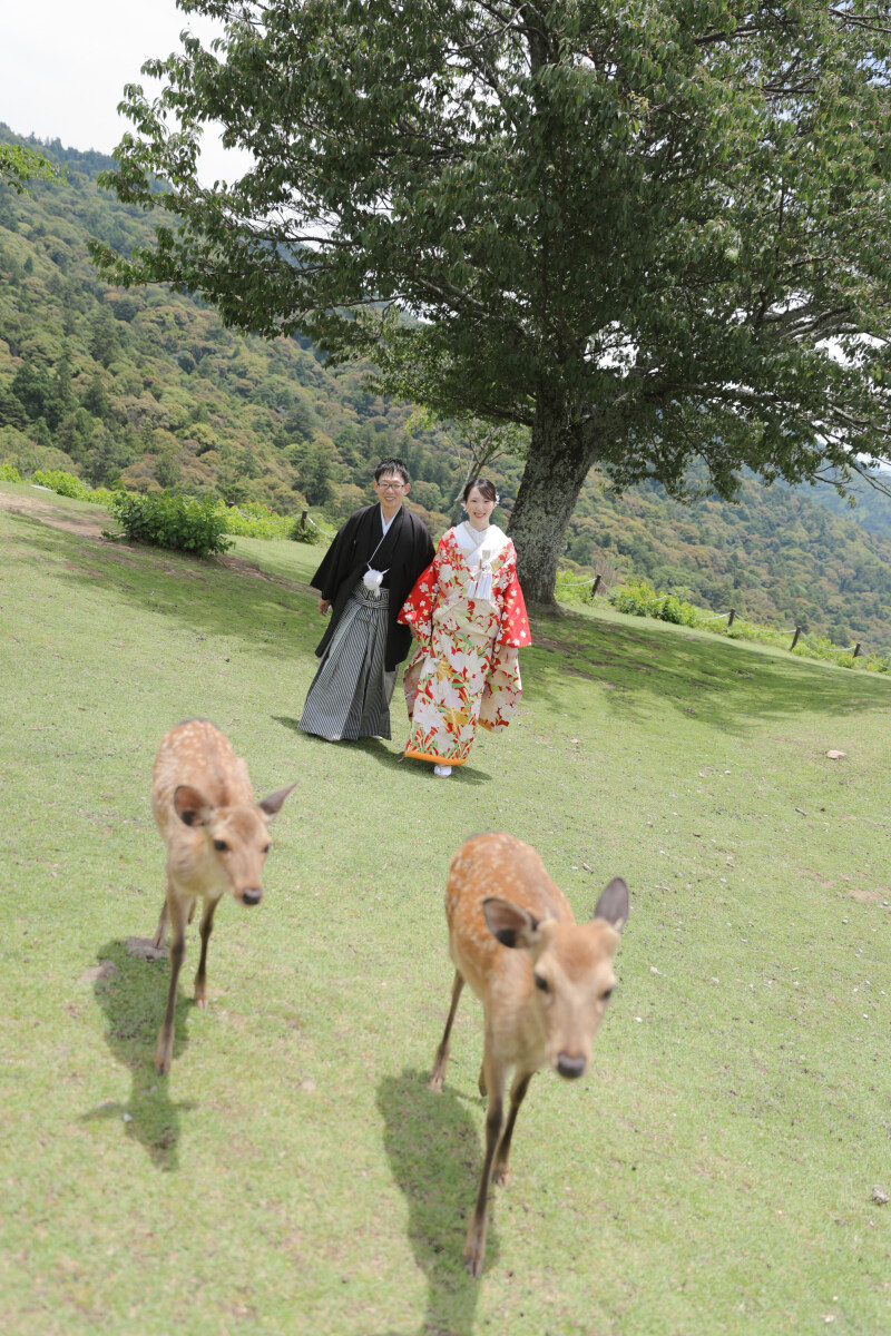鹿ちゃんいます!