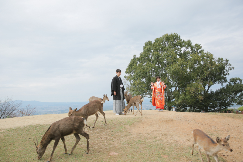 鹿せんべいつきプラン