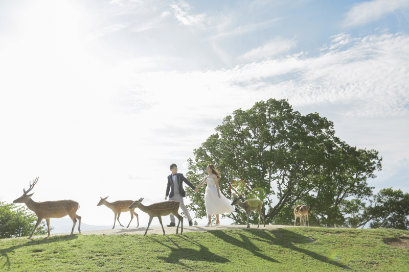 若草山の鹿たちと