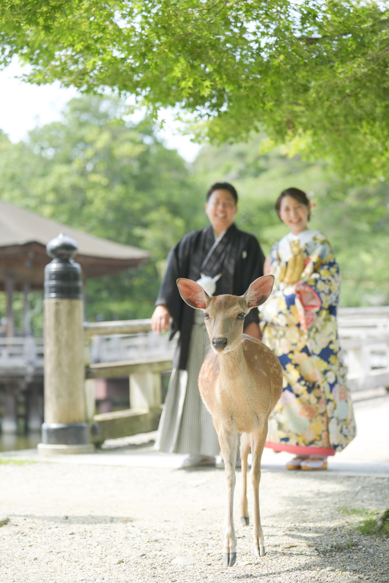 鹿と一緒に