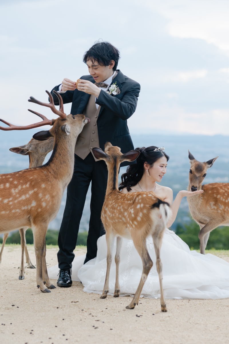 鹿せんべいつき