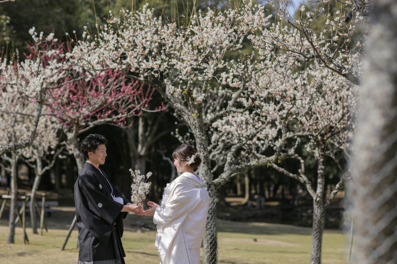 桜と梅のコラボレーション