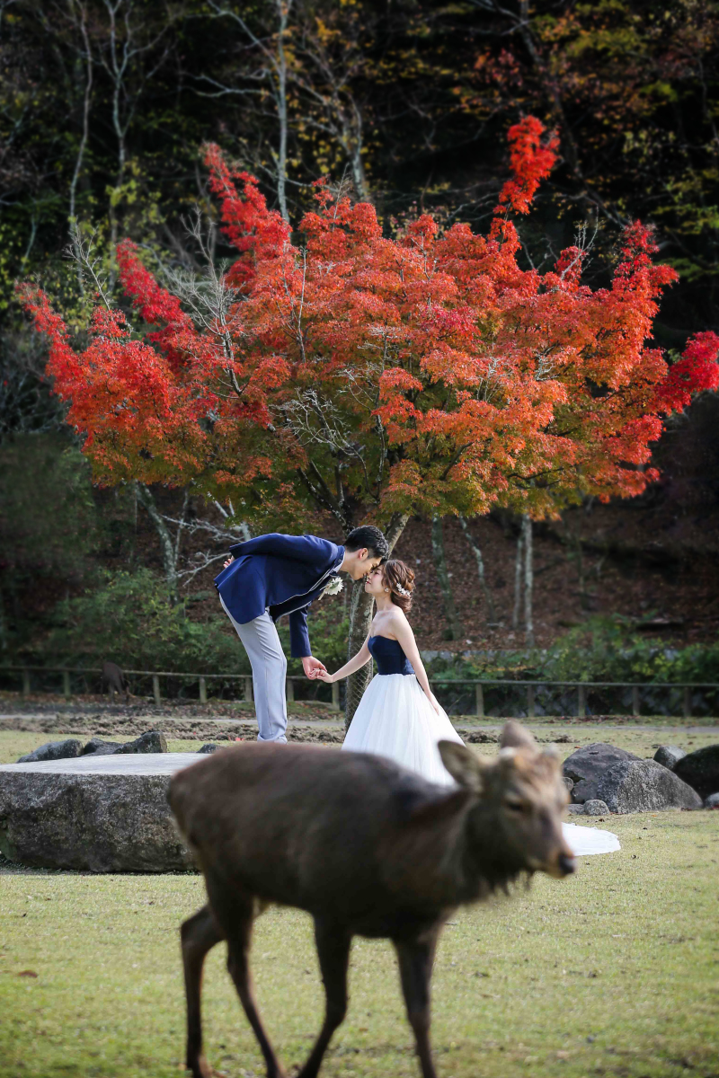真っ赤な紅葉