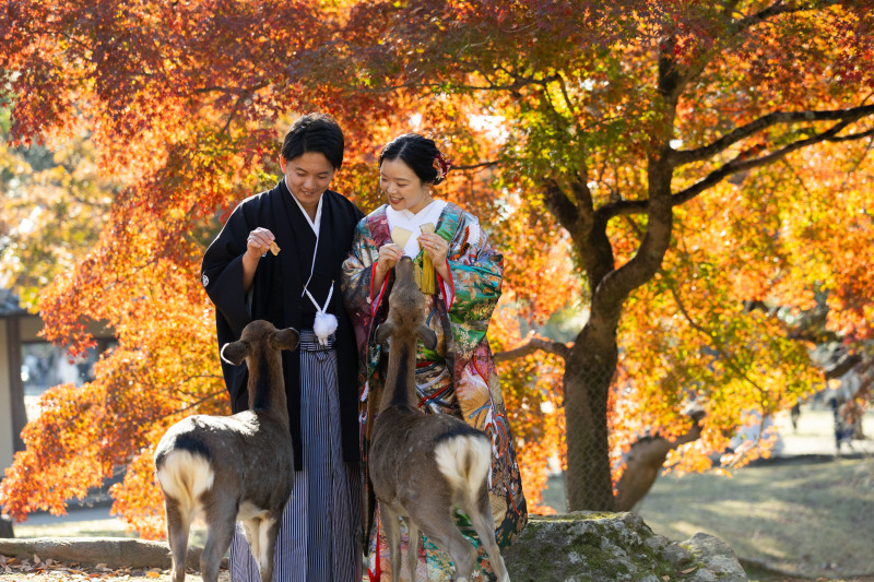 紅葉に包まれて、ほっこり鹿さんタイム