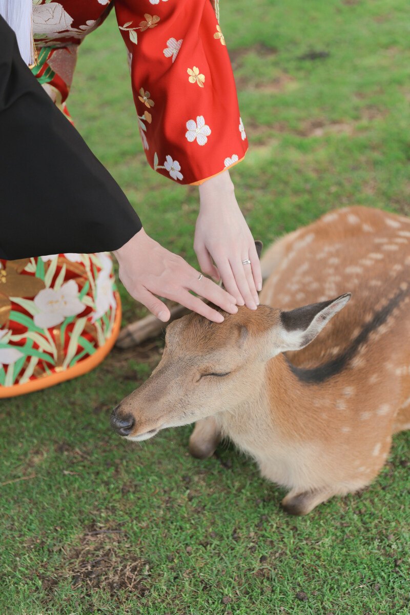 休んでる鹿ちゃんと