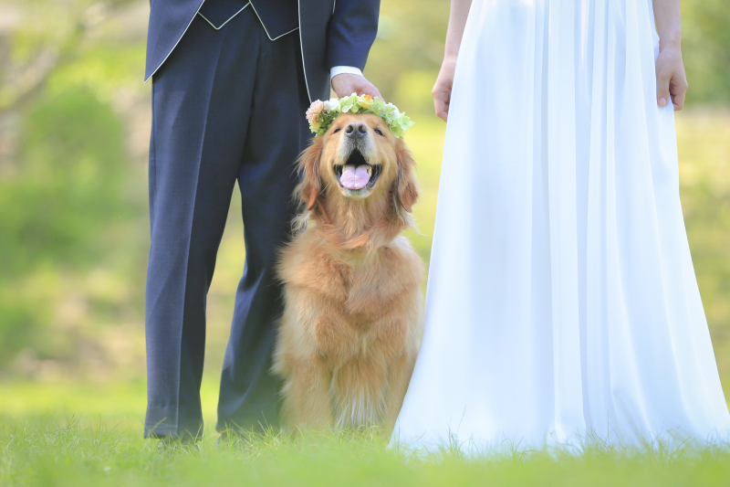 STUDIO TVB 奈良店(スタジオTVB)_ペットと一緒に撮影できる