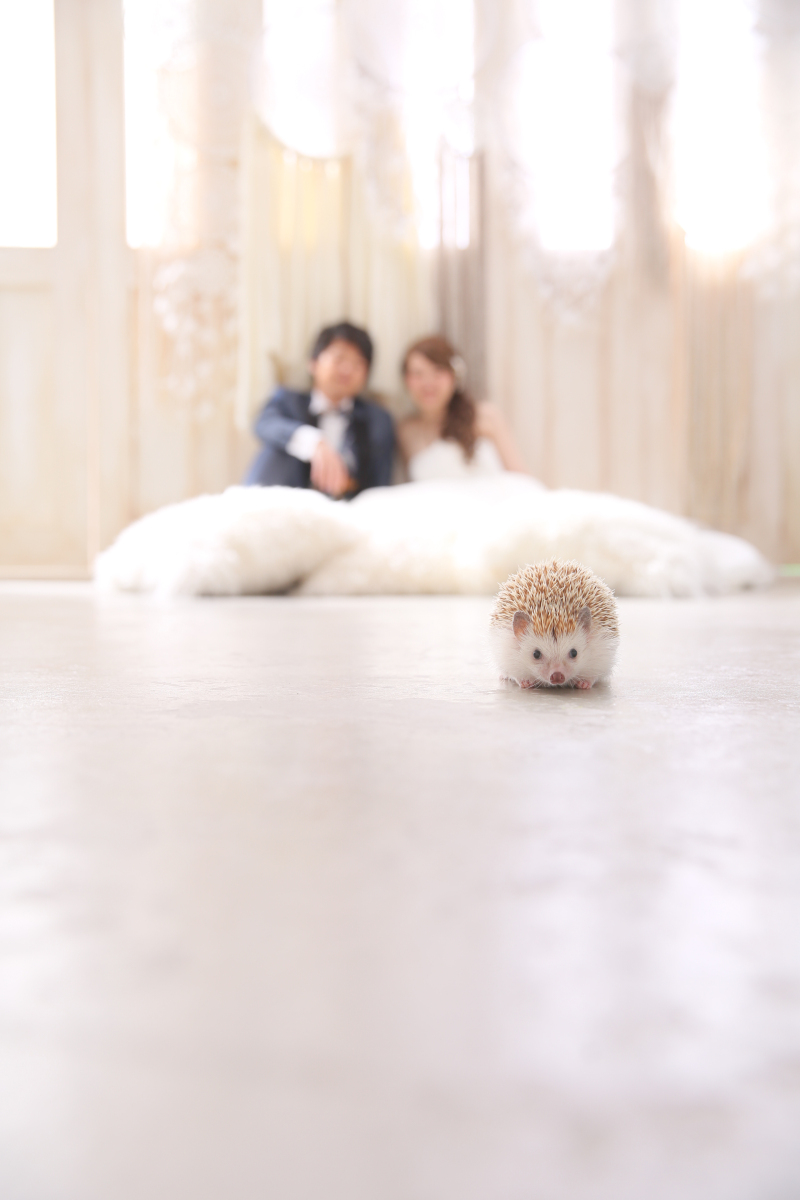 STUDIO TVB 奈良店(スタジオTVB)_ペットと一緒に撮影できる