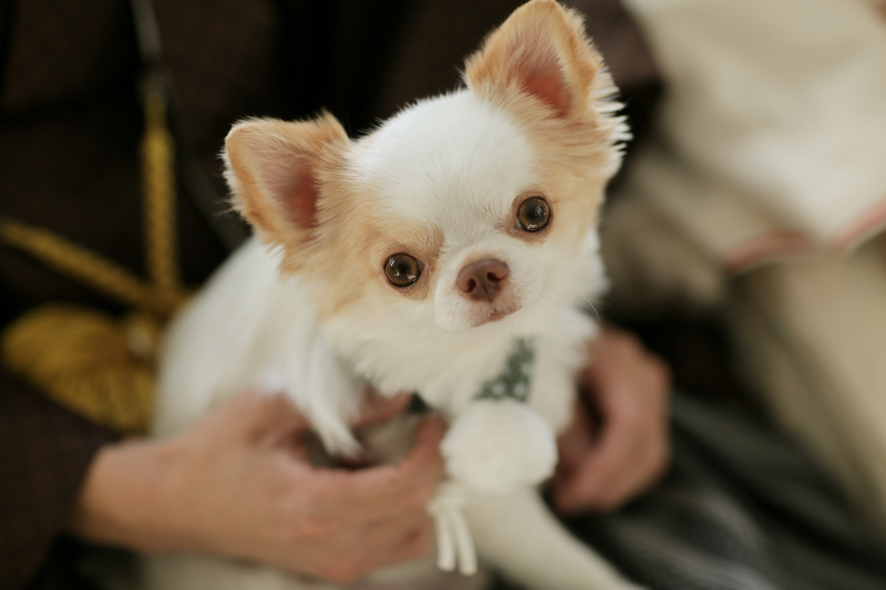 STUDIO TVB 奈良店(スタジオTVB)_ペットと一緒に撮影できる