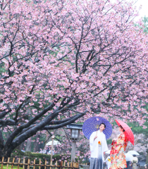 桜雨の艶やかさを感じて