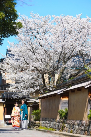 ちょうど桜が満開でした♡