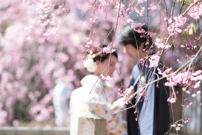 枝垂桜