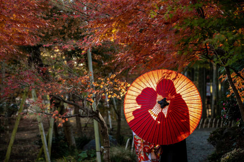 ◆予約受付スタート◆紅葉フォトプラン(データ50カット付)