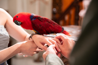 可愛いインコくんと撮影♪洋装×和装