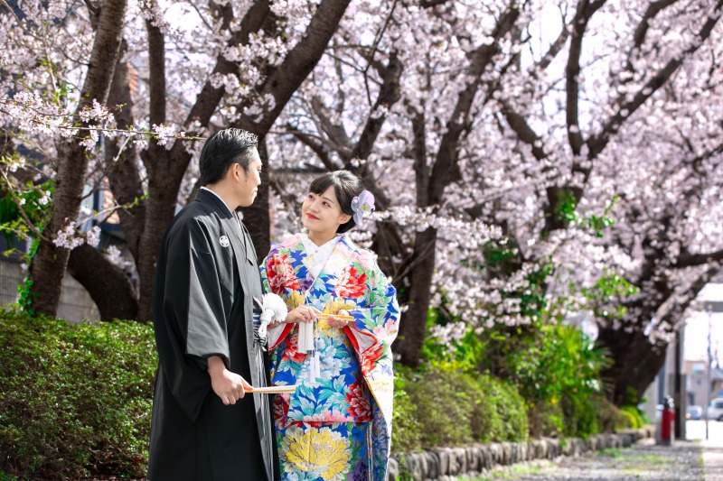 桜に囲まれた道で*
