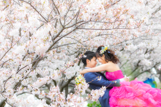 満開の桜の中で前撮り♪