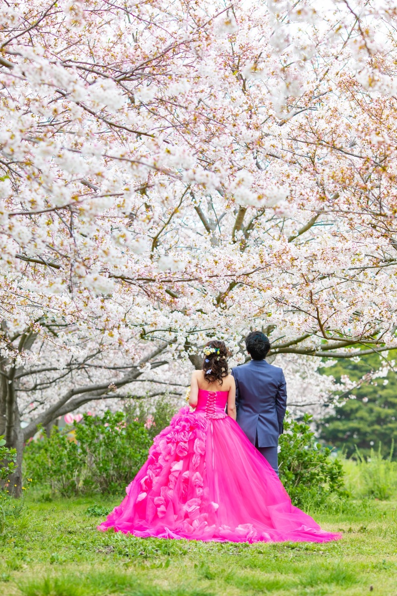 桜が一面に広がるベストスポット!