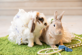 大切な家族とのフォトウエディング♡